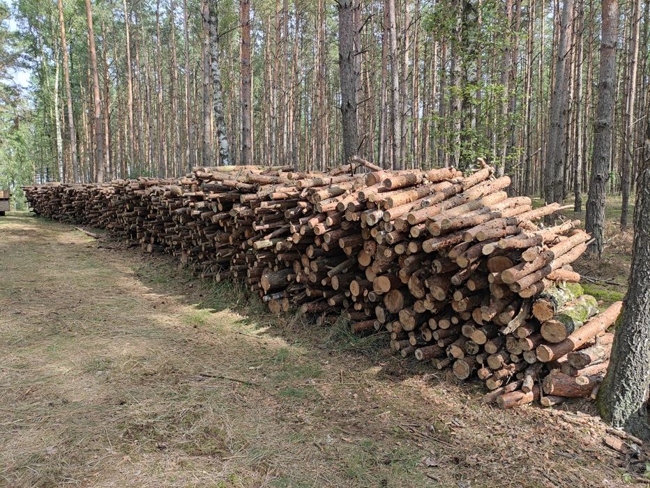 Drewno opałowe Sosna