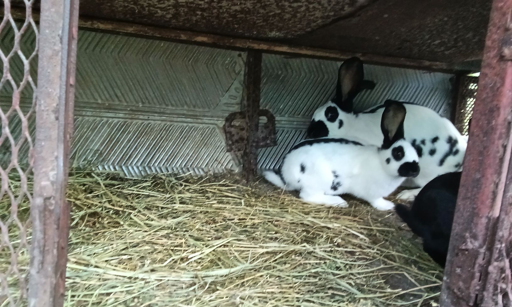 Кролики породи Строкачі віком 3 місяці самчики ціна 300 місяць