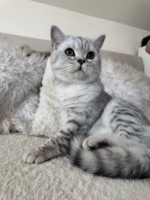 Kocurek brytyjski krótkowłosy srebrny