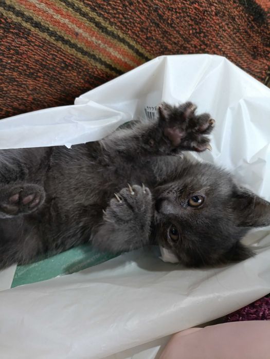 Отдаем котенка мальчика