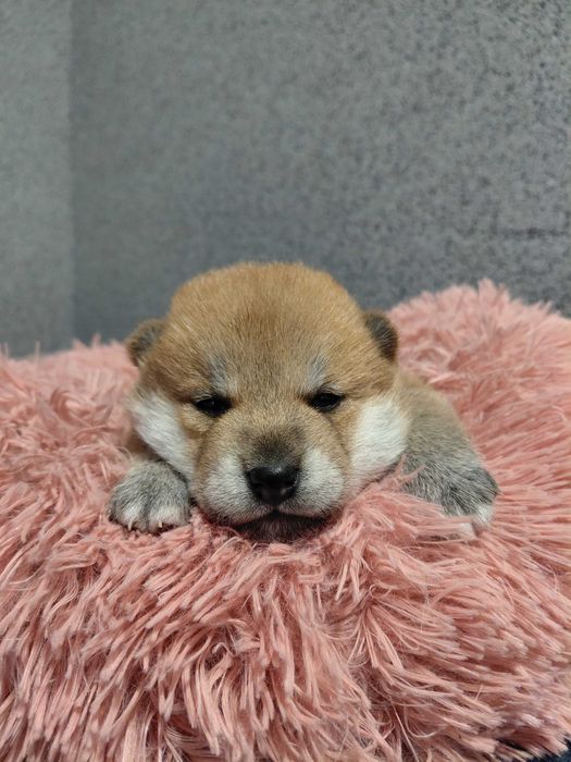 Shiba Inu  ZKwP FCI śliczne szczenie