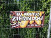 Ziemniak Młody Denar żółty miąższ