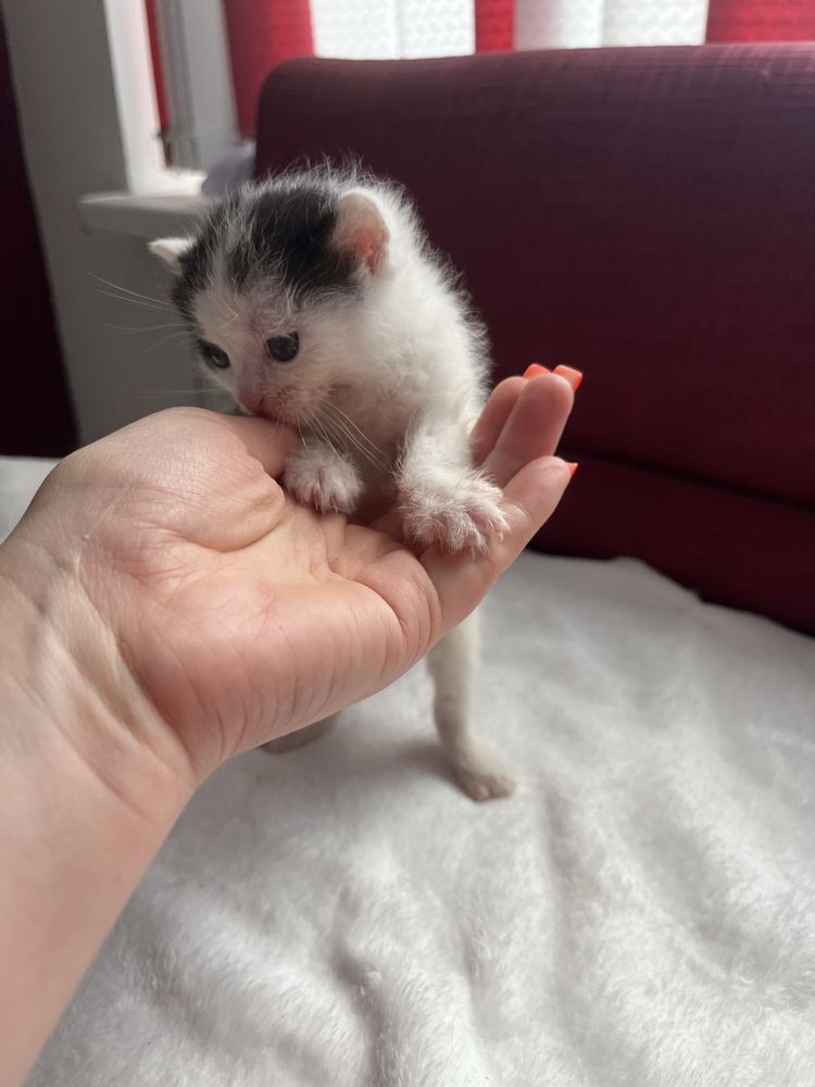 Котеня в добрі руки