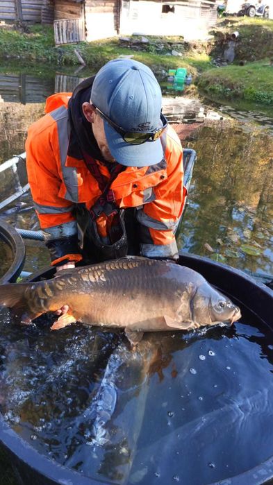 Duży karp. Karpie na łowisko