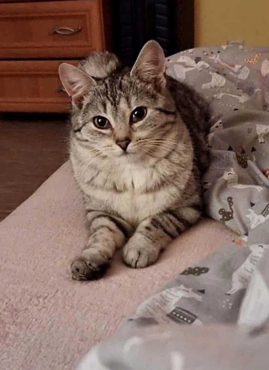 Srebrna,młodziutka,delikatna kotka,kociczka do spokojnego domu.ADOPCJA
