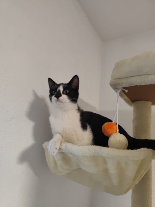 Proludzki Melon oczekuje na dom!