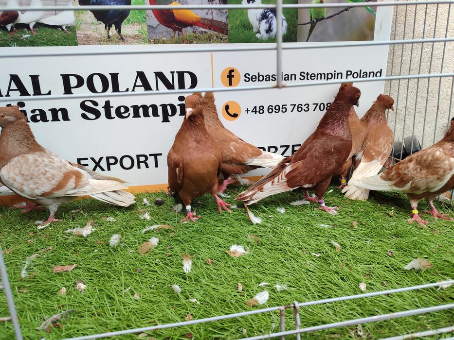 Gołębie. Gil.Gile Możliwy transport