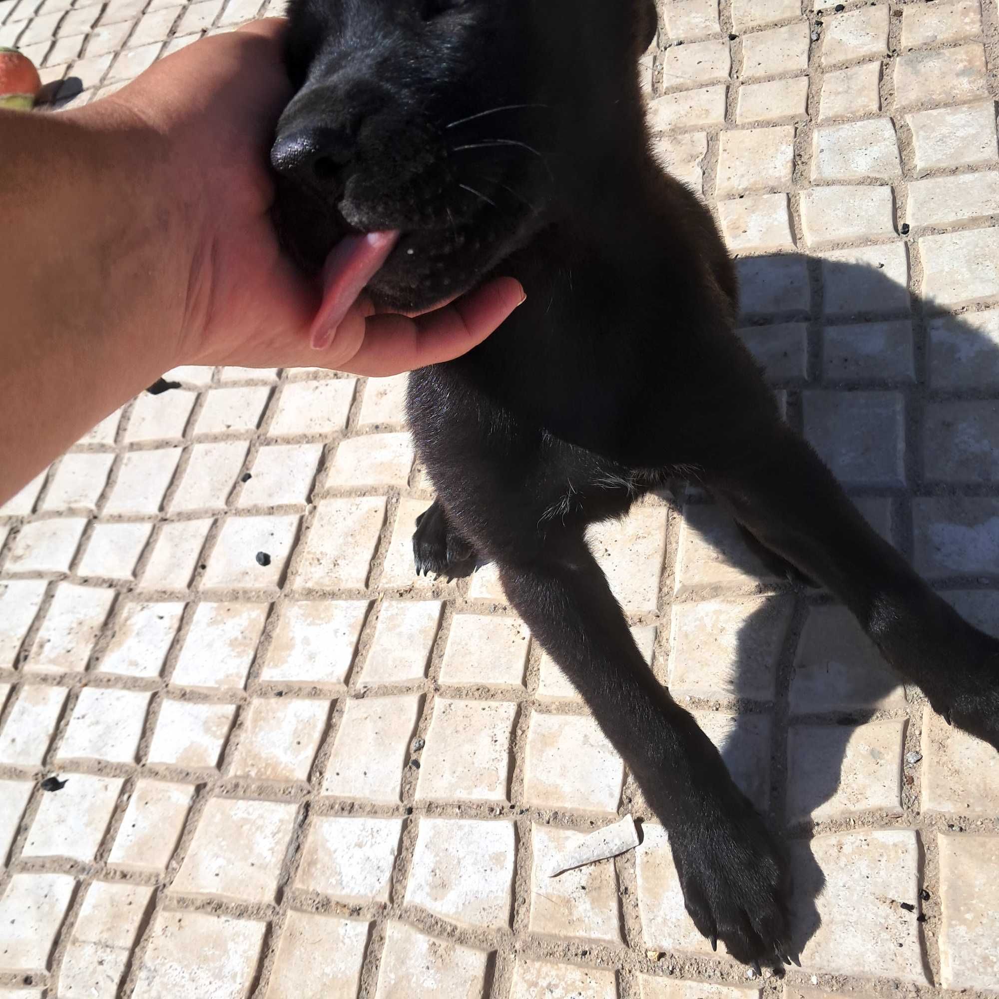 Dou caes adoção responsável