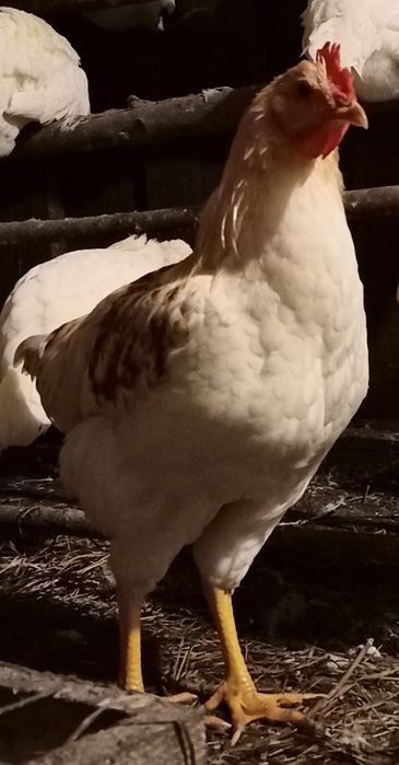 Півні легорн та ломан браун