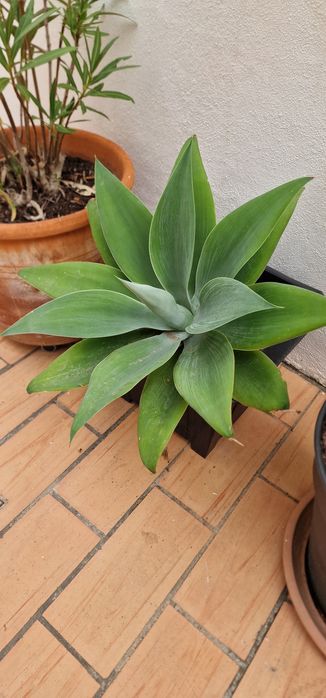 Planta de Agave (sem vaso, so planta)