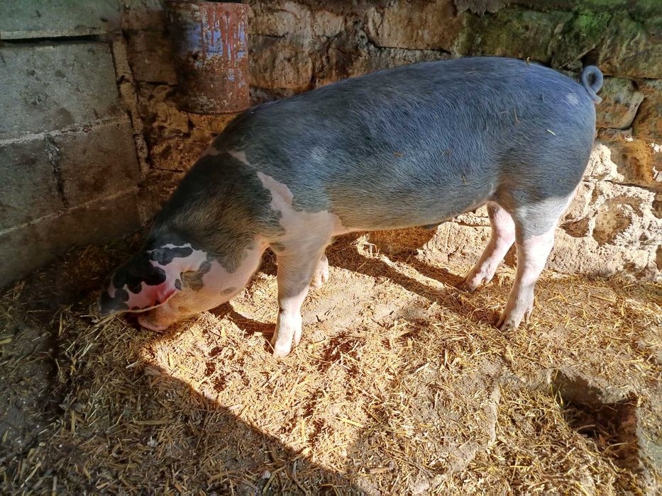 Porco avenda cachaço