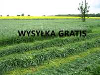 Mieszanka Gorzowska poplony trawy koniczyna lucerna gorczyca wysyłka