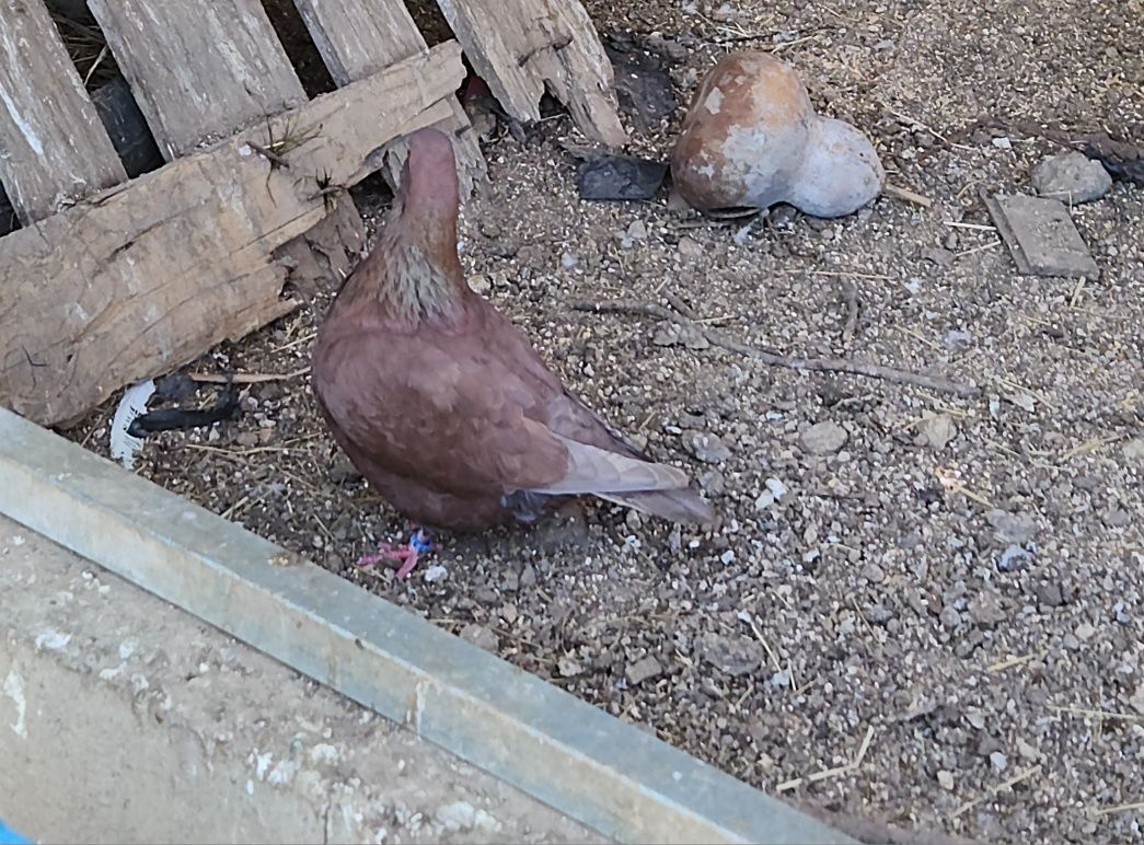 Pombas mondanas .