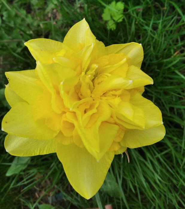 Нарцис сортовий, мікс