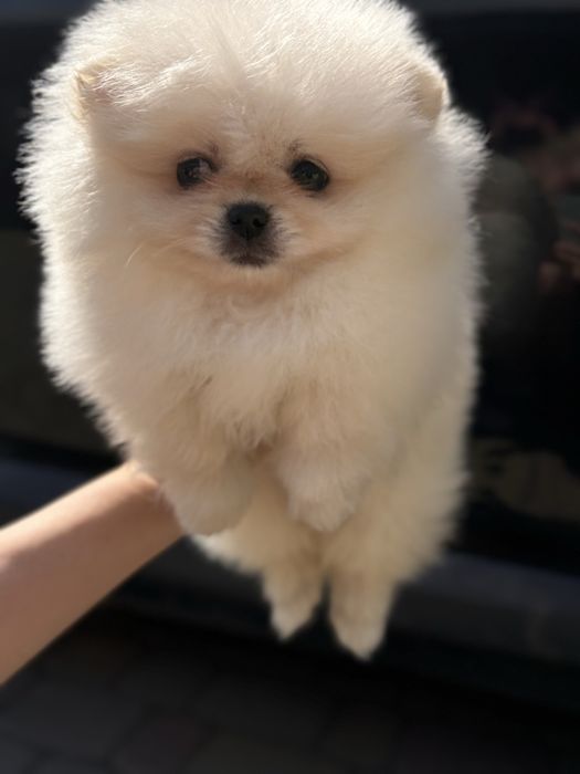 Шикарна дівчина Шоу класу