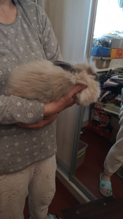 Декоративний кролик в добрі руки