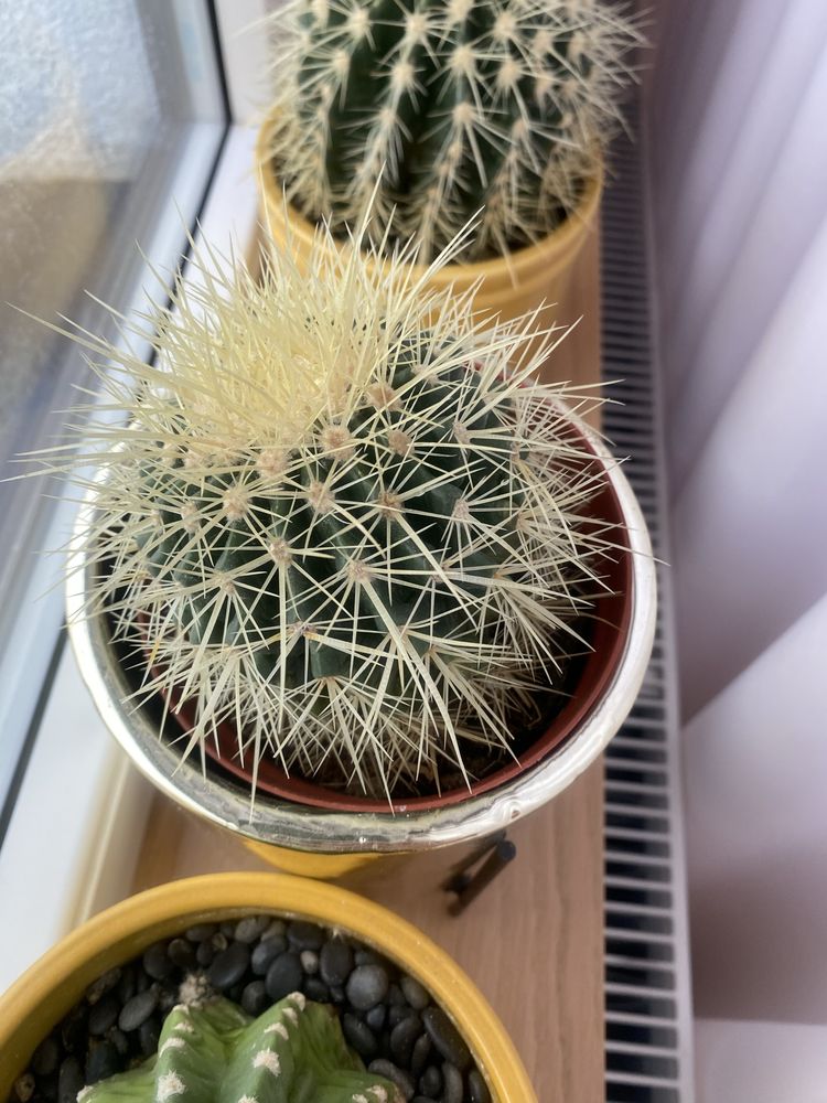Kaktusy na sprzedaz