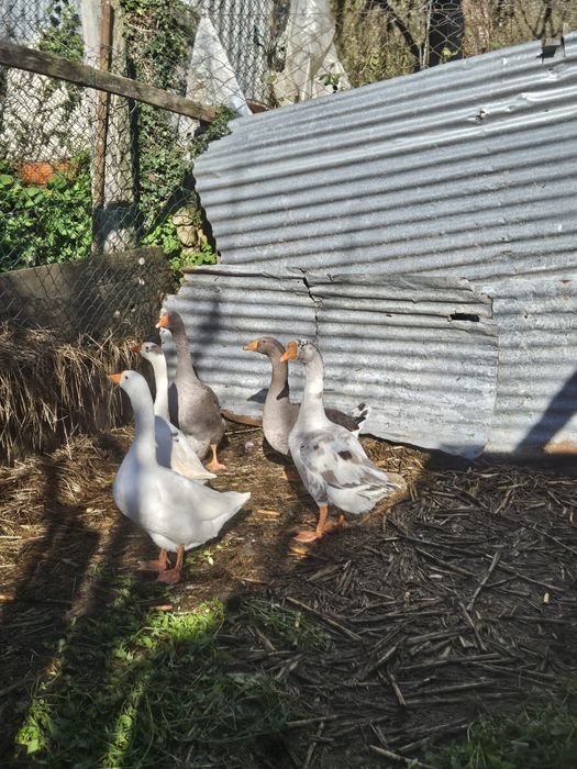 Vendo 1 macho e 4 femeas