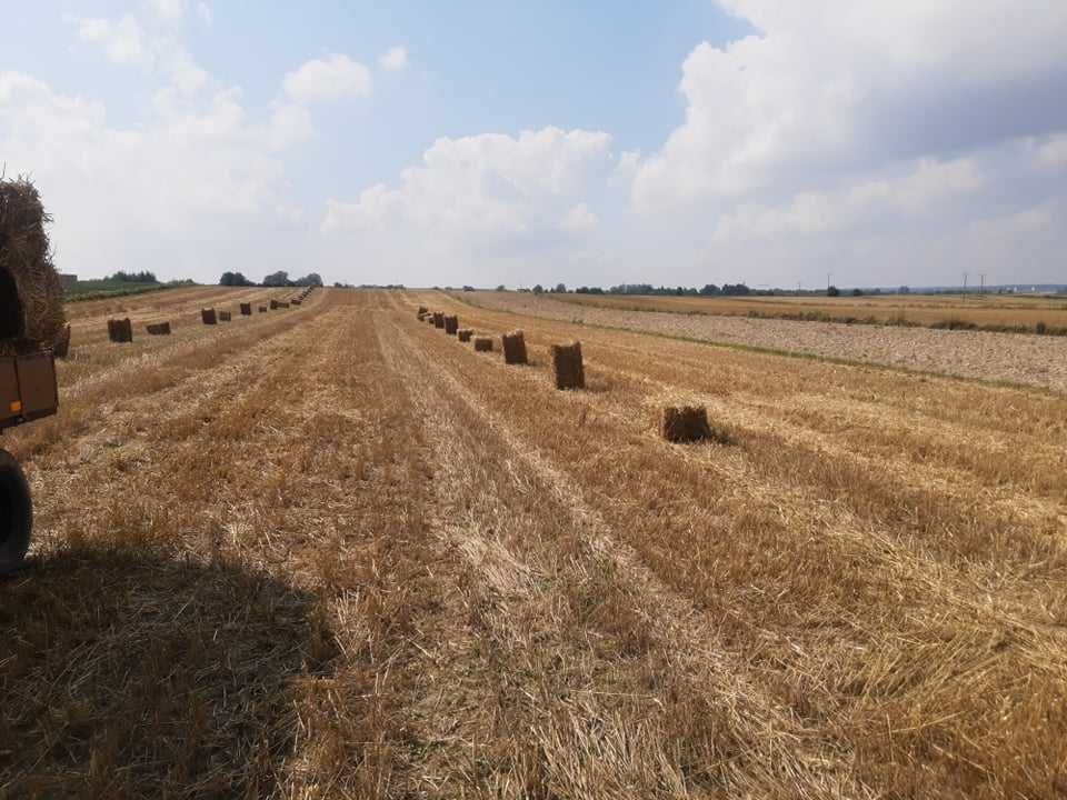 Słoma w małych belkach kostka pszenica