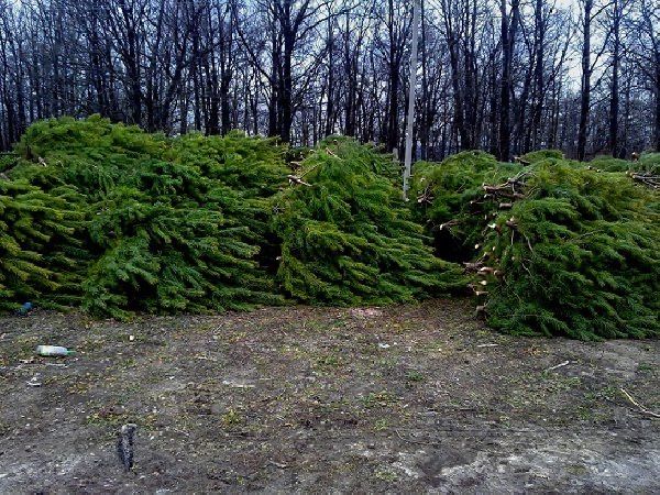 Сосна новогодняя ель стрижка пушистая опт наличие Ялина новорічна