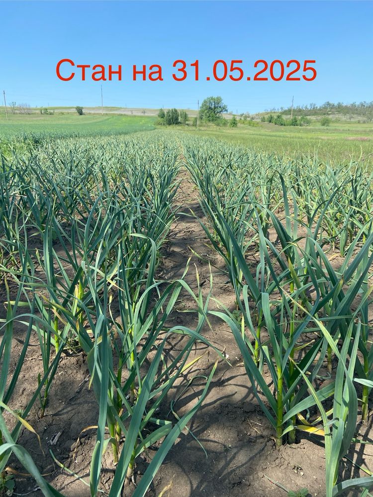 Однозубка сорт Любаша/ часник посадковий