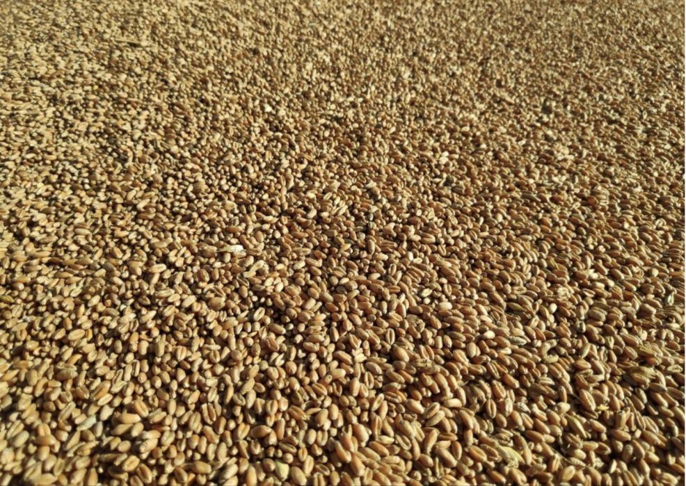 zboże pszenica ozima workowana jęczmień