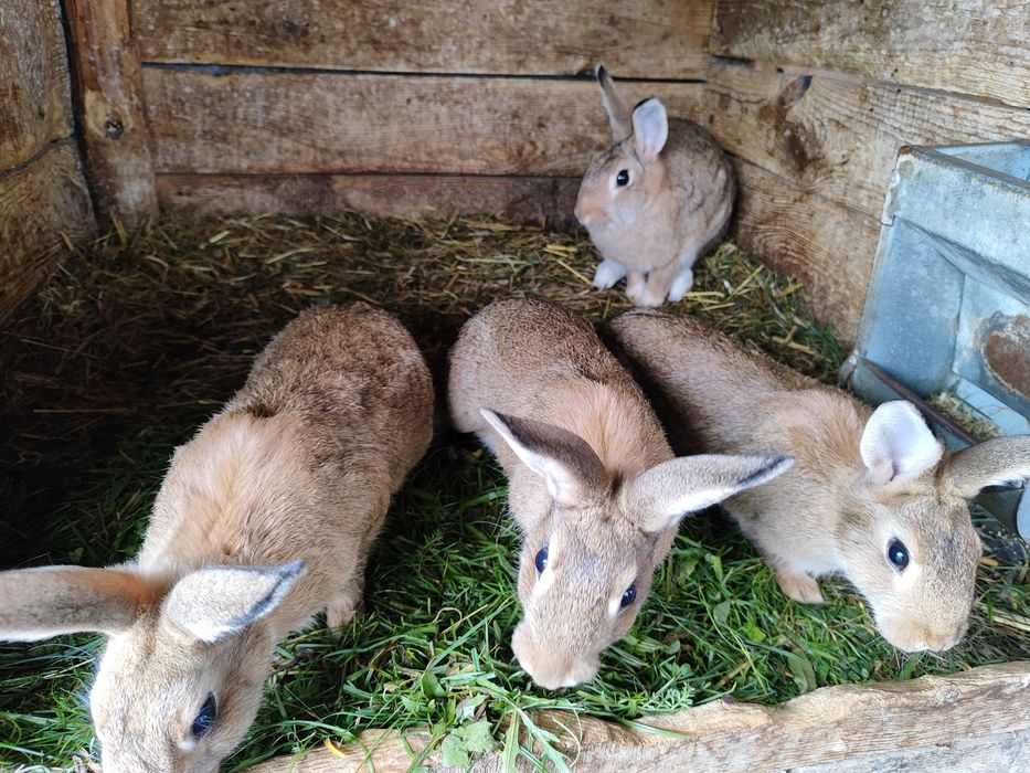 Dzikie króliki samce oraz samice