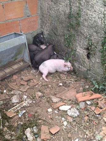 Porcos vietnamitas