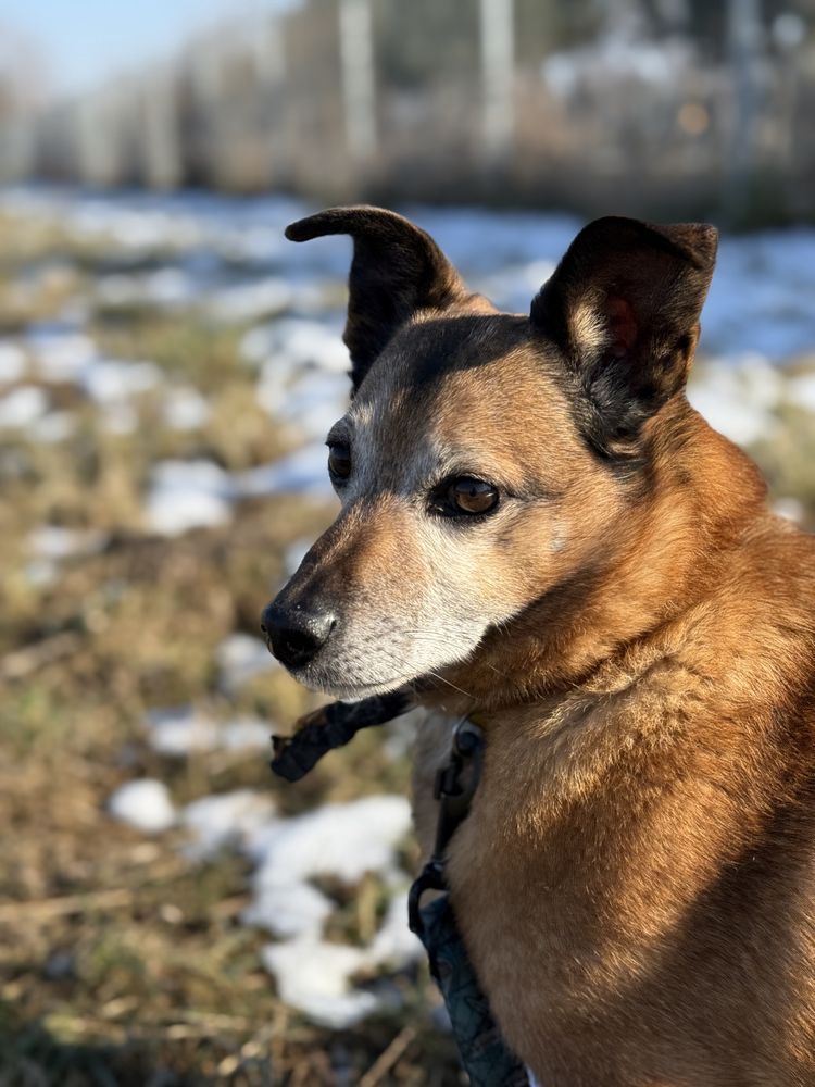 Gapcio - uroczy kundelek do adopcji