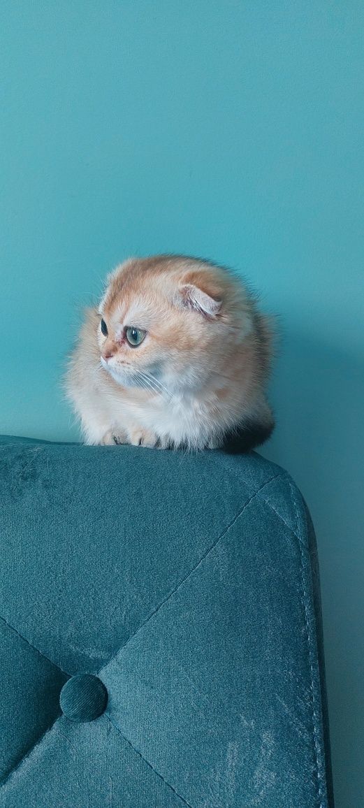 Шотланські кошенята