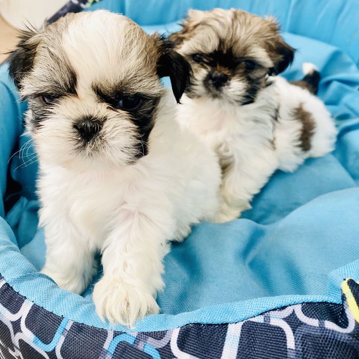 Shih tzu szczeniaczek