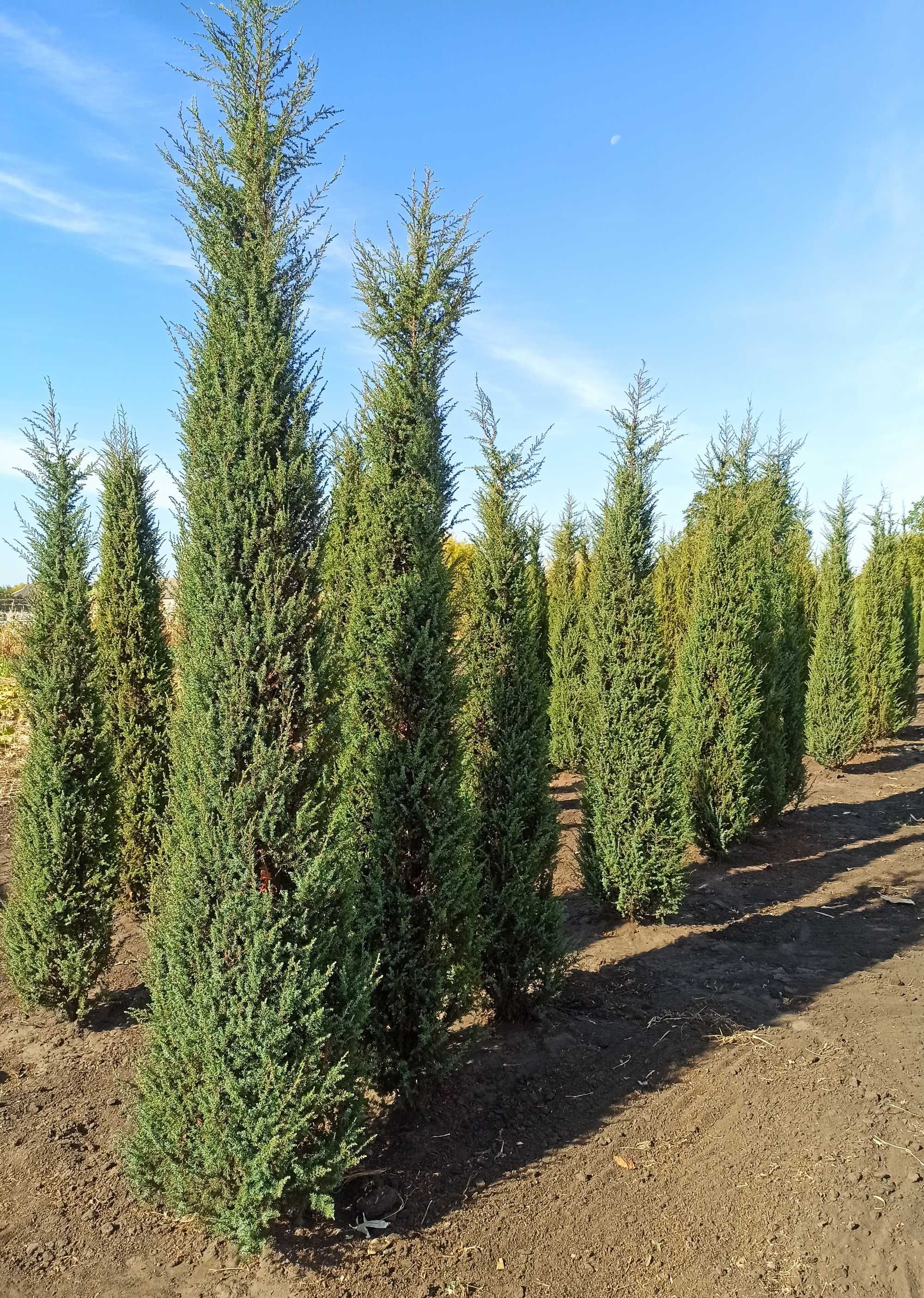 Ялівець колоновидний juniperus hibernica (можжевельник, можевельник)