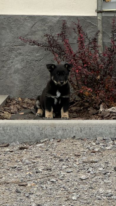 Цуценята в хороші руки дівчатка