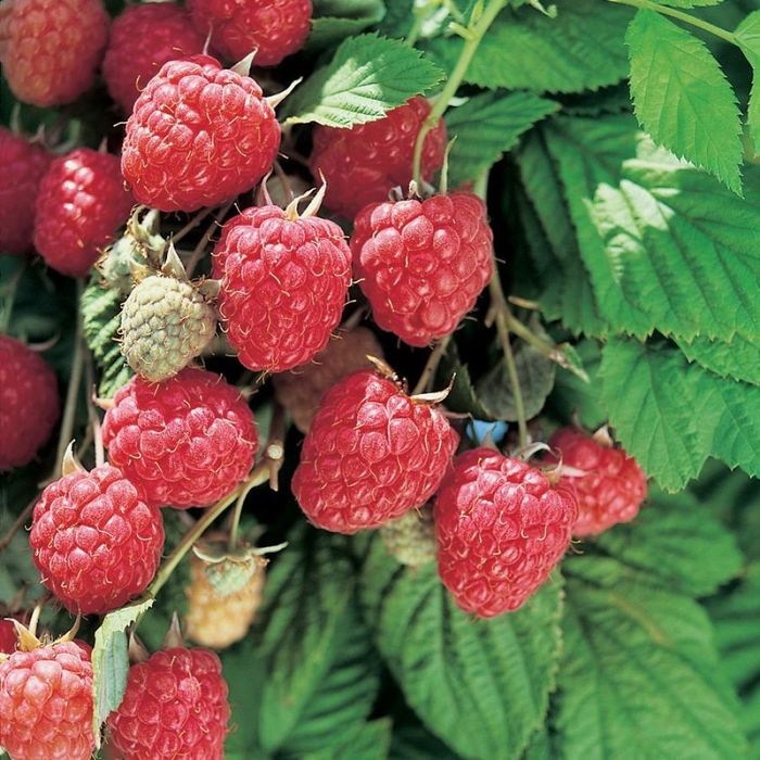 Продам саджанці малини Глен Емпл