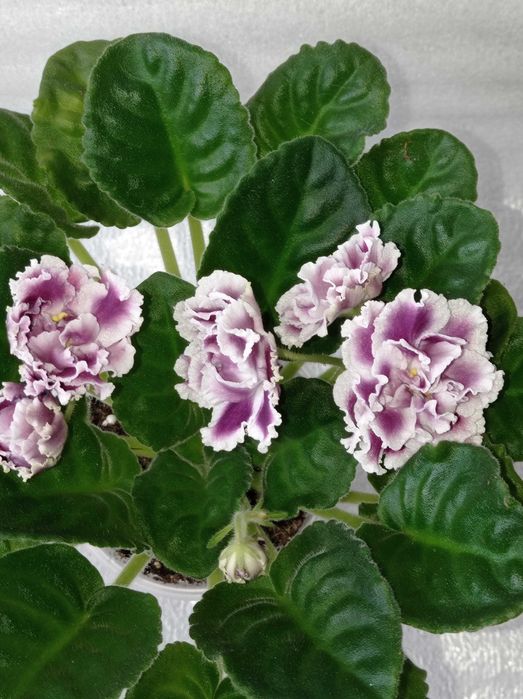 Фіалка сорт РС-Герцогиня