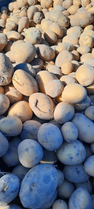 Ziemniaki odmiany Tajfun i Lord