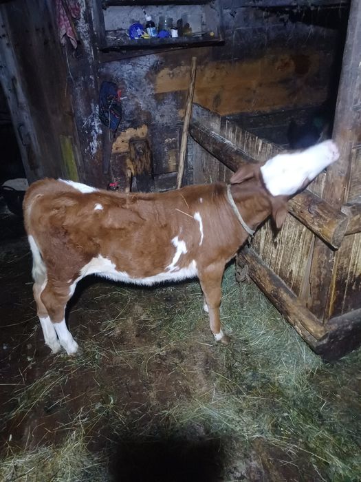 Продам телички різного віку