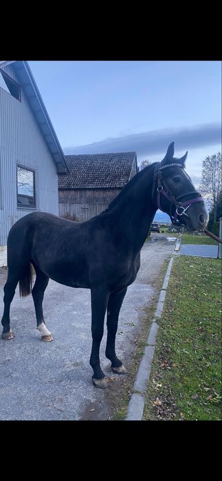 Kon Wałach Śląski