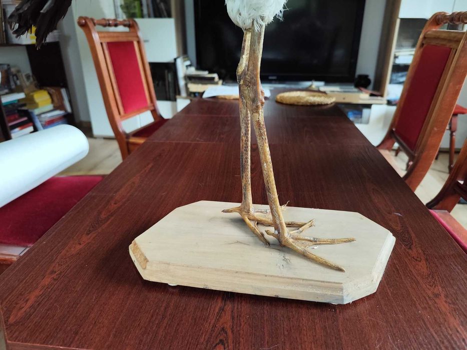 Bocian czarny spreparowany wypchany Twórcy ludowi T. Oleś J. Chrobak