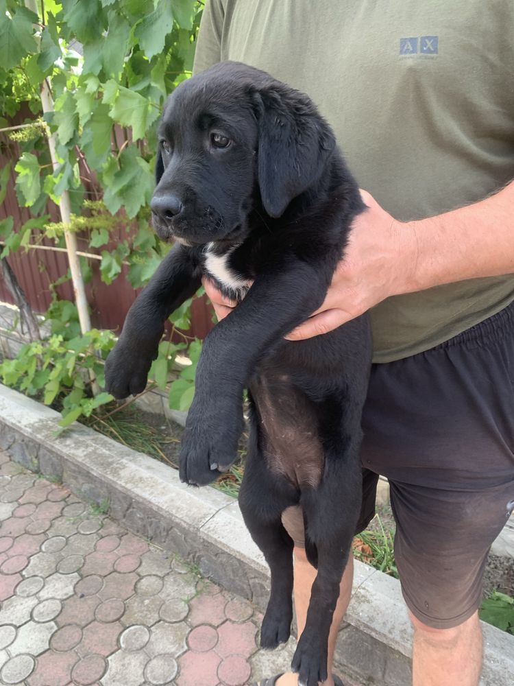 Продам щенят Лабрадорів