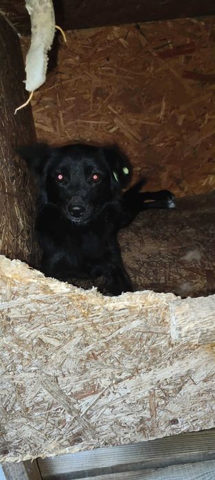 Pokochaj maleńką kochana sunię adoptuj