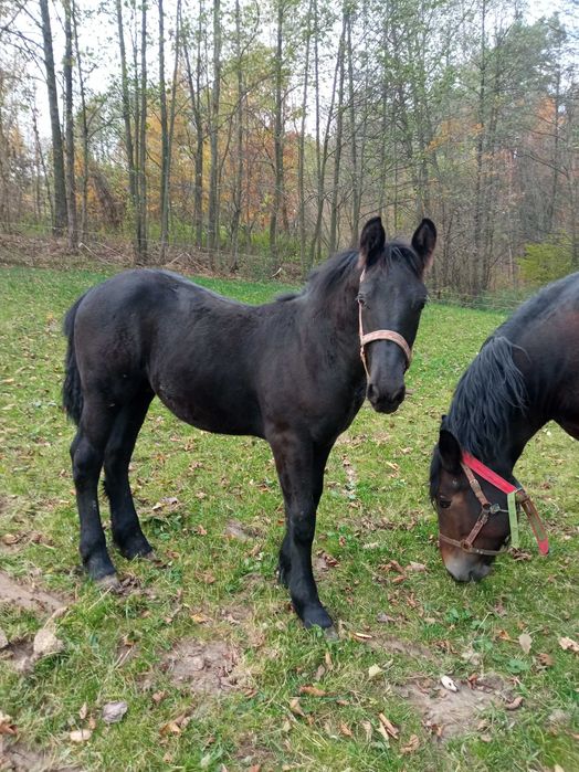 Sprzedam 2 źrebaki rasy PKZ