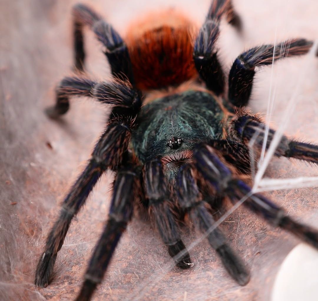 Chromatopelma cyaneopubescens L3