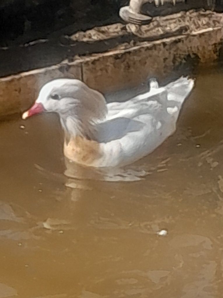 Patos mandarins, carolinos,