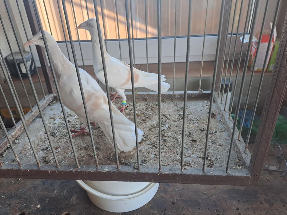 Srebrniak perłowy pasiak masłowy białoogon para