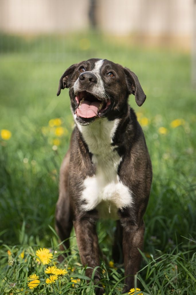Rambo mix Border Collie z TTB do domu w spokojnej okolicy do adopcji!