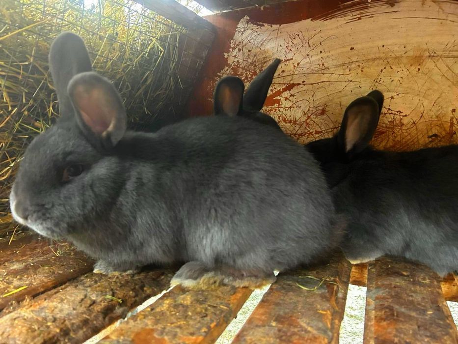 Продам Віденських блакитних