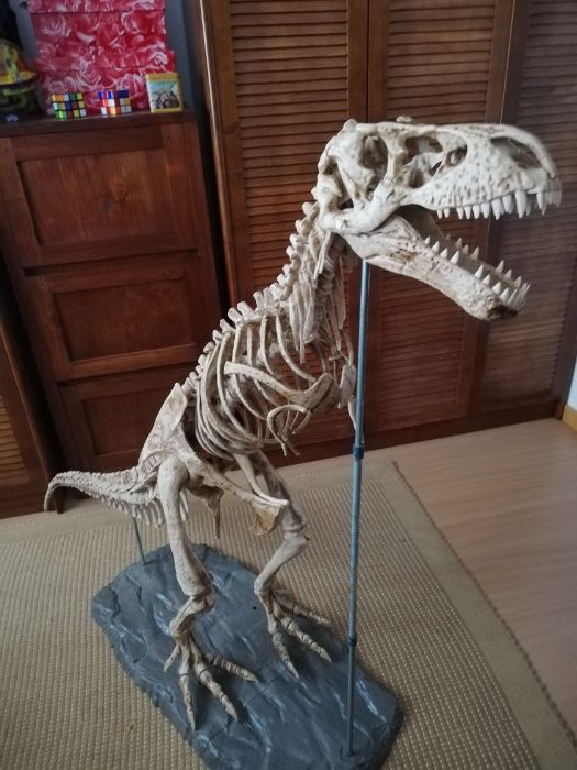 Esqueleto dinossauro T- Rex