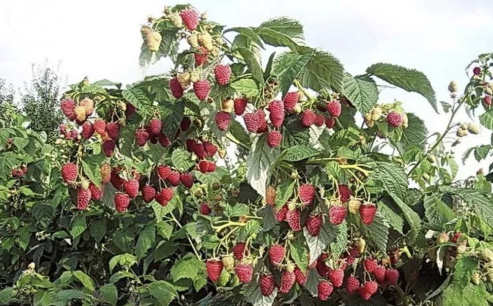 Продам саджанці малинового дерева Голландія