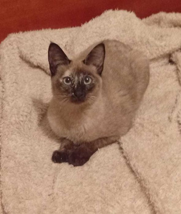 Gatinha c/ 5 meses meiguinha